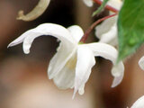 Epimedium semperuirens