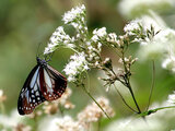 Eupatorium