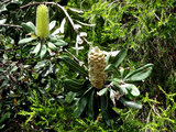 Banksia integrifolia