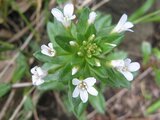 Lysimachia mauritiana