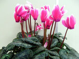 Cyclamen