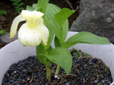 Rebun lady's slipper orchid