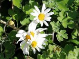 Chrysanthemum japonense 'Ashizuri nojigiku'