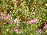 Astragalus sinicus