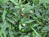 Jerusalem cherry