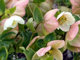 Helleborus orientalis