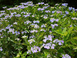 額绣球花 Hydrangea Macrophylla F Normalis 科技研花图画书