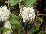 Fothergilla major 