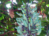 Jade vine