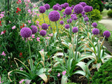 Allium Giganteum