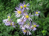 Aster tataricus