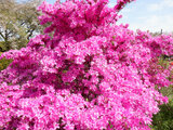 Rhododendron mikawanum