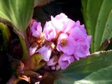 Bergenia