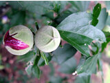 Hibiscus syriacus