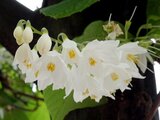 Styrax obassia