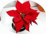 Poinsettia