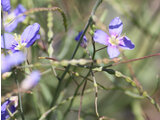 Heliophila longifolia