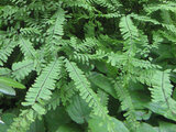 Adiantum pedatum