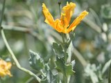 Horned poppy