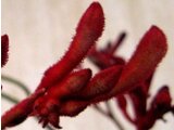 Kangaroo paw