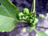 Eastern black nightshade　Eastern black nightshade