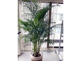 Areca palm