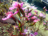 Melastoma tibouchina 'little angel'