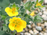 Potentilla megalantha