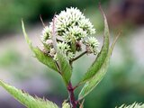 Eupatorium sachalinense