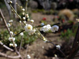Prunus mume 'Syou-Ryokugaku'