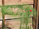 Cypress Vine