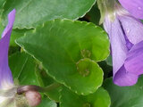 Viola papilionace