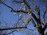 Prunus mume  'Hakutaka'