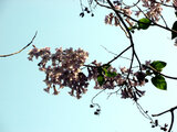 Paulownia tomentosa