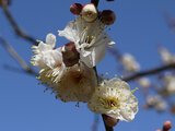 Prunus mume 'Choju'