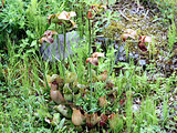 Sarracenia purpurea