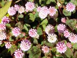 Persicaria capitata