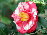 Camellia O-niji