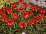 Chrysanthemum morifolium