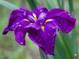 Japanese Iris 'Kumo no ue'