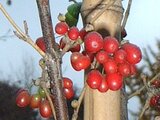 Cornelian cherries