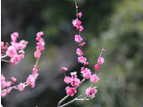 Prunus mume 'Osakazuki'