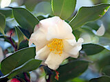 Camellia sasanqua Spring sasanqua 'Umegaka'