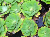 Water Lettuce