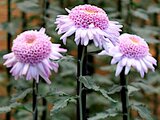 Choji chrysanthemum