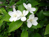 Malus prunifolia