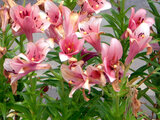 Alstroemeria