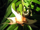 flowendanusring pandanus