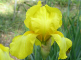 German Iris