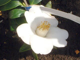 Camellia “Gyokuhai"